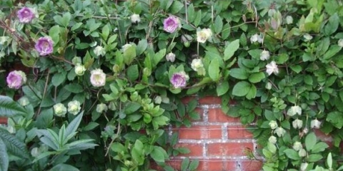 Kako i kada posaditi kobe za sadnice: fotografije, termini, pravila sjetve